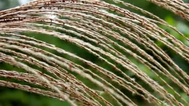 Grass fluttering in the wind — Stock Video